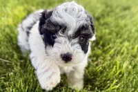 Parker, a male Poodle - Miniature  for sale in Shipshewana, IN – 10 of 10