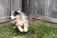 Yeller, a male Miniature Bernedoodle for sale in Shipshewana, IN – 3 of 10