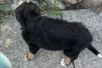 Honey, a female Bernese Mountain Dog for sale in Shipshewana, IN – 4 of 6