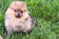 Toby, a male Pomeranian for sale in Shipshewana, IN – 3 of 10