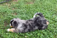 Yeller, a male Miniature Bernedoodle for sale in Shipshewana, IN – 10 of 10