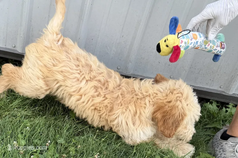 Ocey  – Goldendoodle puppy for sale in Shipshewana, IN