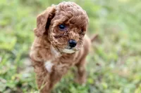 Benny, a male Poodle - Toy  for sale in Shipshewana, IN – 5 of 10