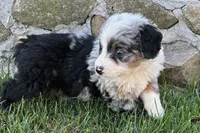 Jared, a male Bernedoodle for sale in Shipshewana, IN – 3 of 7