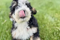 Oak, a male Bernedoodle for sale in Shipshewana, IN – 6 of 10