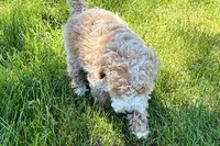 Orvan , a male Goldendoodle for sale in Shipshewana, IN – 8 of 10