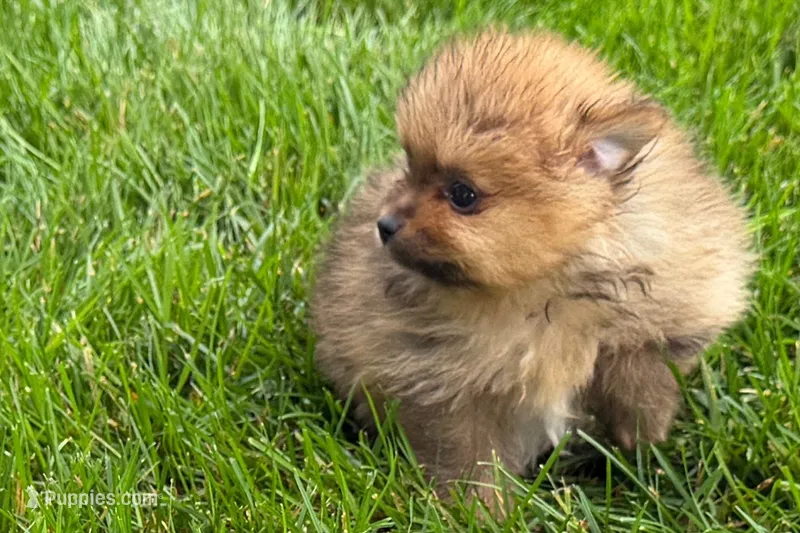 Toby – Pomeranian puppy for sale in Shipshewana, IN