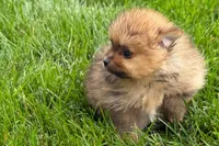 Toby, a male Pomeranian for sale in Shipshewana, IN – 1 of 6
