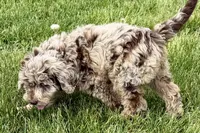 York, a male Goldendoodle for sale in Shipshewana, IN – 4 of 10