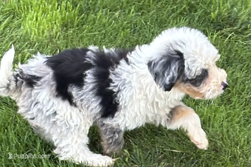 Jara – Bernedoodle puppy for sale in Shipshewana, IN