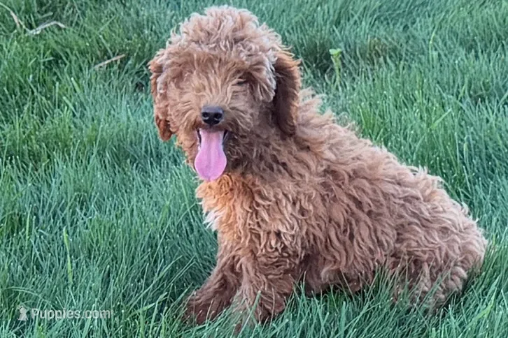 Comet  – Poodle - Toy  puppy for sale in Shipshewana, IN