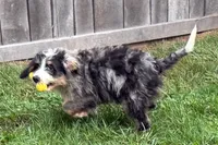 Yeller, a male Miniature Bernedoodle for sale in Shipshewana, IN – 8 of 10