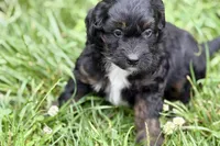 Olivia , a female Bernedoodle for sale in Shipshewana, IN – 7 of 9