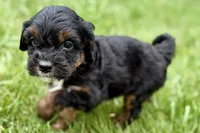 Omar, a male Bernedoodle for sale in Shipshewana, IN – 10 of 10