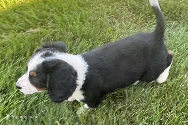 Janice – Bernedoodle puppy for sale in Shipshewana, IN