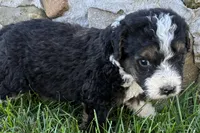 Jericho , a male Bernedoodle for sale in Shipshewana, IN – 3 of 6