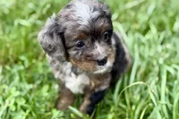 Orion, a male Bernedoodle for sale in Shipshewana, IN – 8 of 9