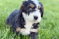 Ollie, a male Bernedoodle for sale in Shipshewana, IN – 3 of 10