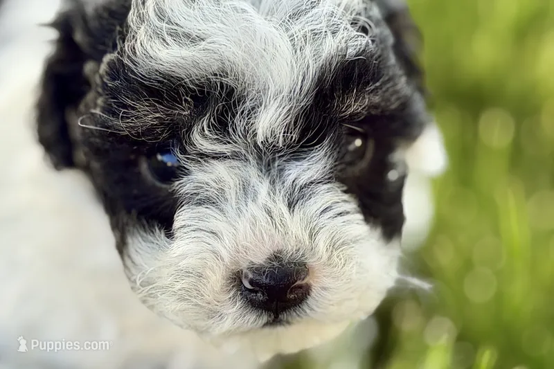 Parker – Poodle - Miniature  puppy for sale in Shipshewana, IN