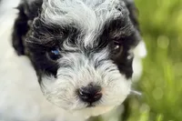 Parker, a male Poodle - Miniature  for sale in Shipshewana, IN – 1 of 10