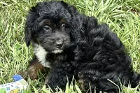 Olivia , a female Miniature Bernedoodle for sale in Shipshewana, IN – 2 of 9
