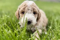 Orvan , a male Goldendoodle for sale in Shipshewana, IN – 6 of 8