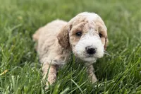 Orvan , a male Goldendoodle for sale in Shipshewana, IN – 3 of 8