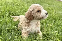 Orvan , a male Goldendoodle for sale in Shipshewana, IN – 2 of 8