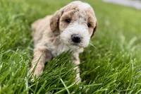 Orvan , a male Goldendoodle for sale in Shipshewana, IN – 8 of 8