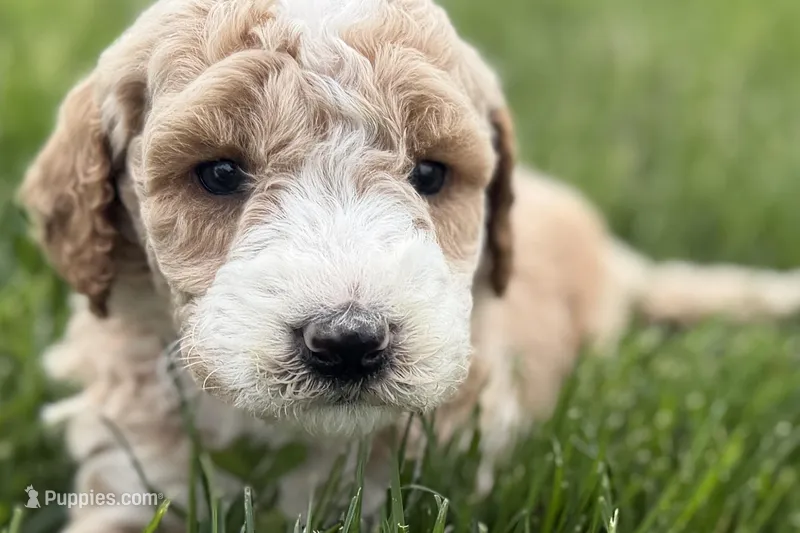 Orvan  – Goldendoodle puppy for sale in Shipshewana, IN