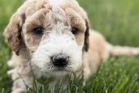 Orvan , a male Goldendoodle for sale in Shipshewana, IN – 1 of 8