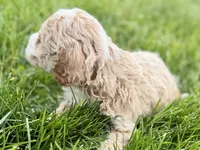 Orvan , a male Goldendoodle for sale in Shipshewana, IN – 5 of 8