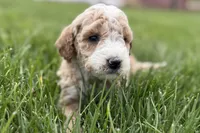 Orvan , a male Goldendoodle for sale in Shipshewana, IN – 4 of 8