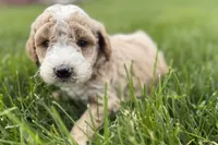 Orvan , a male Goldendoodle for sale in Shipshewana, IN – 7 of 8