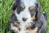 Opal, a female Bernedoodle for sale in Shipshewana, IN – 9 of 9