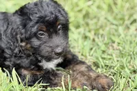 Olivia , a female Miniature Bernedoodle for sale in Shipshewana, IN – 7 of 9