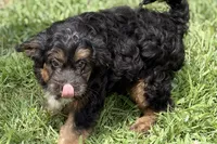 Odin, a male Miniature Bernedoodle for sale in Shipshewana, IN – 9 of 10