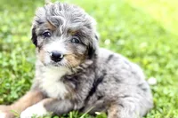 Yola, a female Bernese Mountain Dog and Miniature Bernedoodle for sale in Shipshewana, IN – 4 of 10