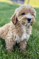 Olive , a female Goldendoodle for sale in Shipshewana, IN – 1 of 9