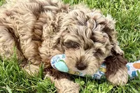 Yoshi, a male Goldendoodle for sale in Shipshewana, IN – 3 of 9