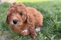 Whisper, a female Miniature Goldendoodle for sale in Shipshewana, IN – 6 of 8