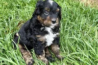 Orbit, a male Bernedoodle for sale in Shipshewana, IN – 2 of 9
