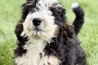 Oak, a male Bernedoodle for sale in Shipshewana, IN – 4 of 10
