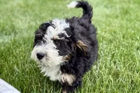 Oak, a male Bernedoodle for sale in Shipshewana, IN – 8 of 10