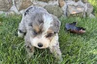 Javie , a male Bernedoodle for sale in Shipshewana, IN – 6 of 6