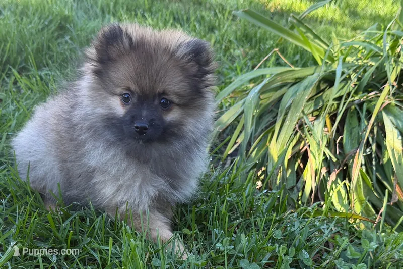 Ursula – Pomeranian puppy for sale in Shipshewana, IN