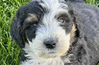 Oak, a male Bernedoodle for sale in Shipshewana, IN – 8 of 8