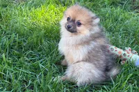 Urie, a male Pomeranian for sale in Shipshewana, IN – 6 of 8