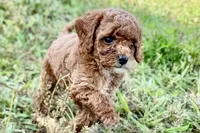 Benny, a male Poodle - Toy  for sale in Shipshewana, IN – 7 of 10