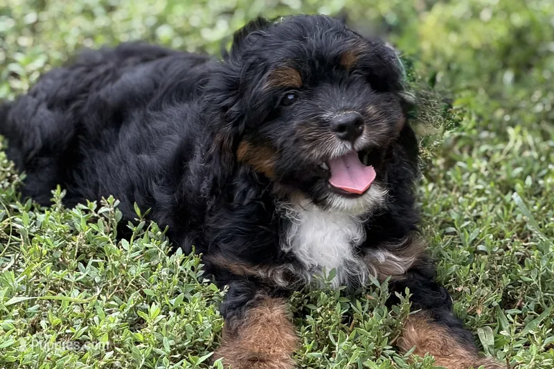 Omar – Bernedoodle puppy for sale in Shipshewana, IN